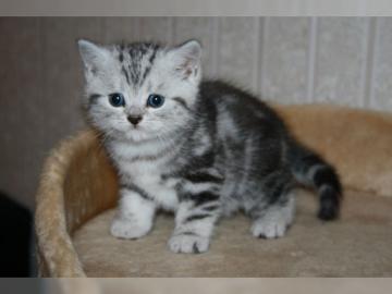 BKH Kitten Black Silver Tabby Classic