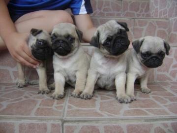 Mops Welpen