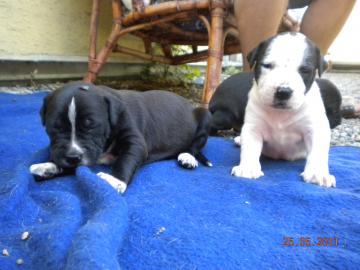 Amstaff Babys