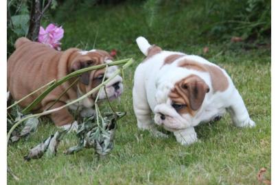 Reinrassige Bulldogge  - 12 Wochen alt -