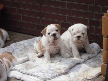Reinrassige Bulldogge  - 12 Wochen alt -