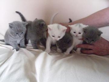 Britisch Kurzhaar Katzen K�tzchen