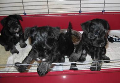 Miniature Schnautzer Welpen zu verkaufen