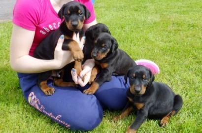 Sch�ne Und Kr�ftige Dobermann Welpen