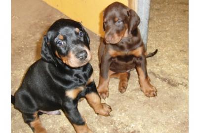 Sch�ne Und Kr�ftige Dobermann Welpen