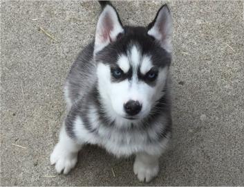 Siberian Husky Welpen