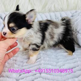 s��e MINI chihuahua welpen mit Papieren
