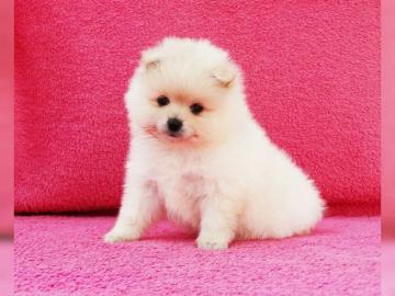 Wundersch�ne Mini Pomeranian Zwergspitz