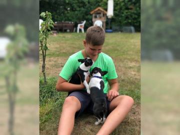 Boston Terrier Babys