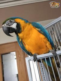 Baby Blau Und Gold Aras Fur Den Verkauf
