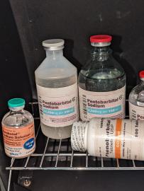 Nembutal online kaufen ?sterreich