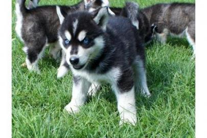 Siberian Husky Welpen mit papieren whats