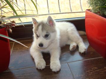 Siberian Husky welpen mit Pap