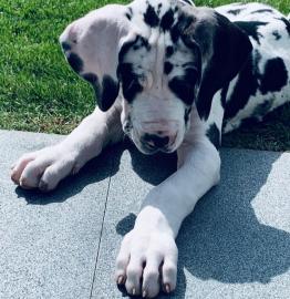 S??e s??e Deutsche Dogge Welpen whatsapp