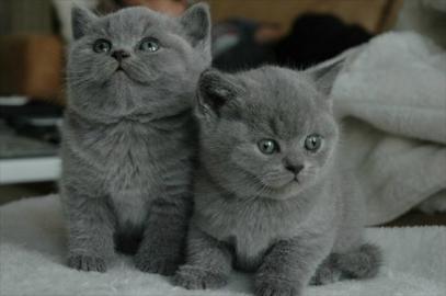 Reinrassige BKH Babies