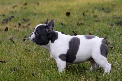 Knuffiger blue-pied (blau-wei�) Welpe mi