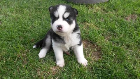 Siberian Husky Welpe, 11 Wochen alt FCI/