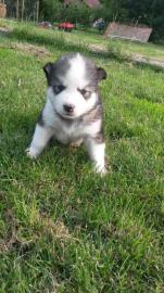Siberian Husky Welpe, 11 Wochen alt FCI/