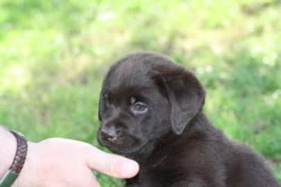 Schwarzer Labrador-Welpen, m�nnlich und