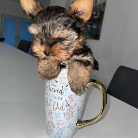 Absolut gesunde Yorkie-Welpen