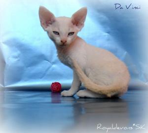 Devon rex k�tzchen