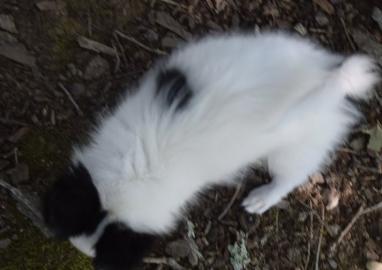Beautiful Papillon puppies