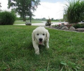 Golden Retriever Welpen mit papieren wha