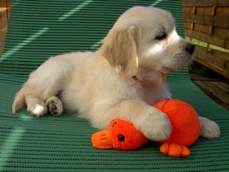 Golden Retriever Welpen abgabebereit