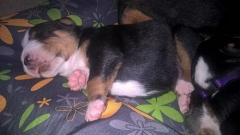 Appenzeller Sennenhund - Welpen