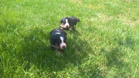 Appenzeller Sennenhund - Welpen