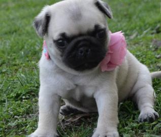 Beautiful Puy puppies