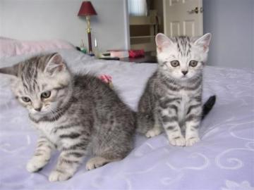 %%%BKH silver-tabby***