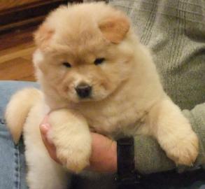 Gorgeous Chow Chow puppy