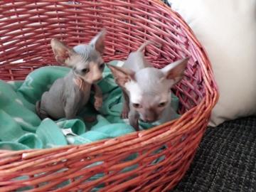 Canadian Sphynx K�tzchen (m/w)