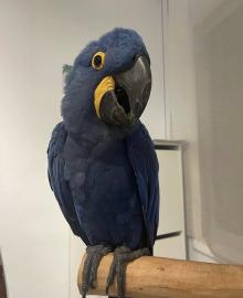 Zazu sucht ein neues Zuhause