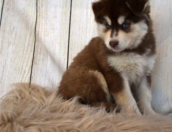 Pomsky Welpen
