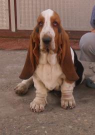 Basset Hound puppies