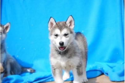 Wundersch�ne Siberian Husky Welpen