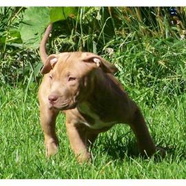 Red Nose American Pitbull Terrier