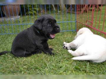 M�nner und Frauen Labrador Welpen