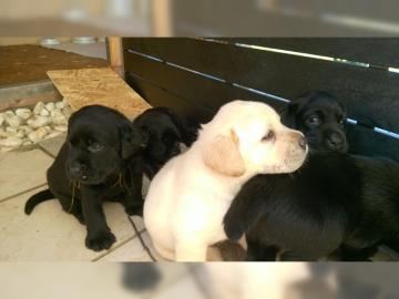 M�nner und Frauen Labrador Welpen