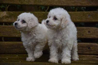 Bichon Frise Welpen