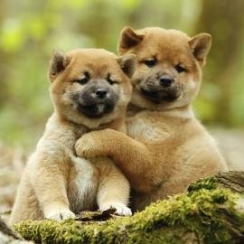Reinrassige Shiba Inu Welpen mit Stammba