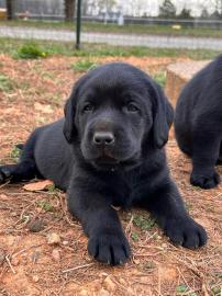 Wundersch�ne Labradorwelpens��e Welpen,
