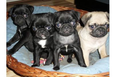 MOPS Welpen in schwarz und beige
