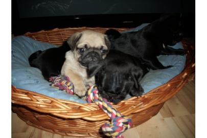 MOPS Welpen in schwarz und beige