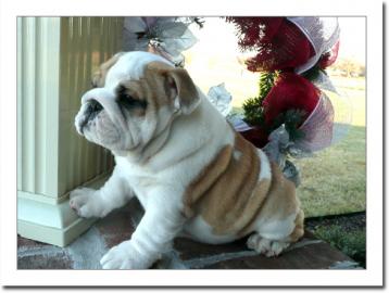 Wundersch�ne Typvolle Engl.  Bulldoggen-W