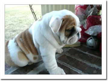 Wundersch�ne Typvolle Engl.  Bulldoggen-W