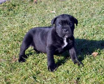 Cane corso italiano welpen