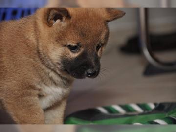 Reinrassige Shiba Inu Welpen suchen eine